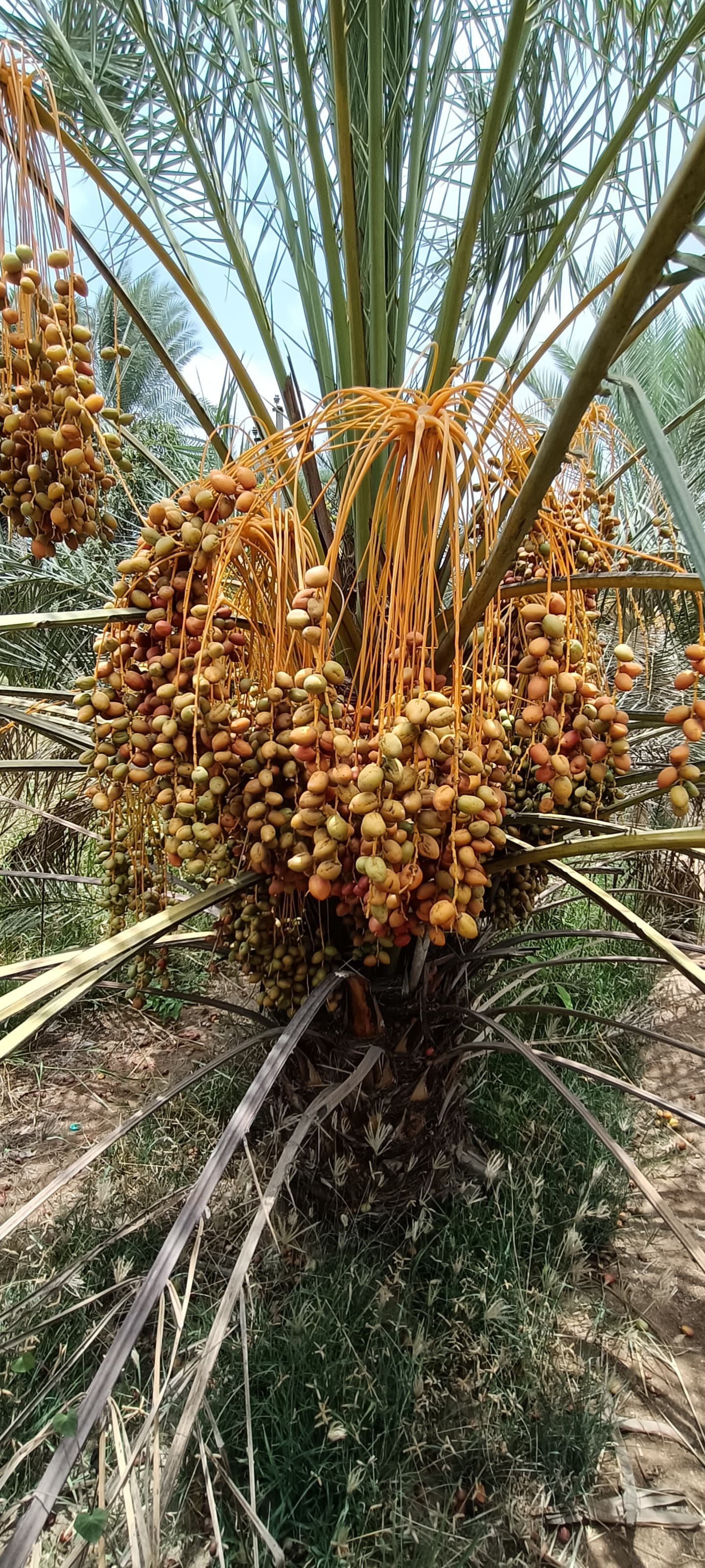 Fresh Kutch Dates gallery image 5