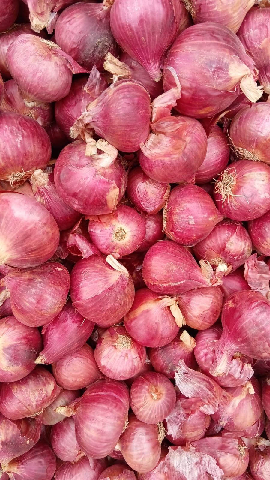 Fresh Red Onion gallery image 11
