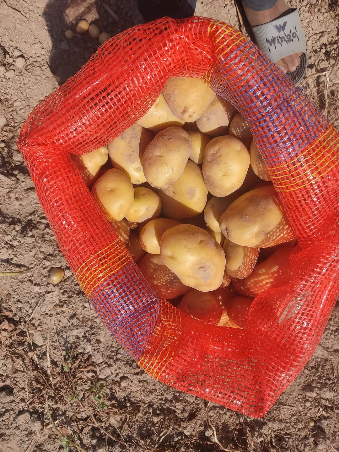 Fresh Potato gallery image 36