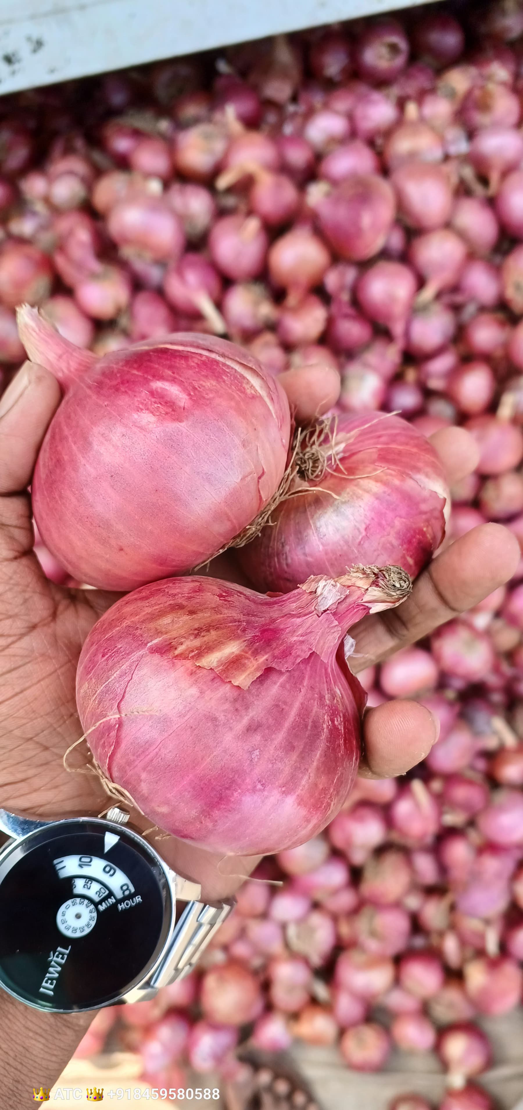 Fresh Red Onion gallery image 6