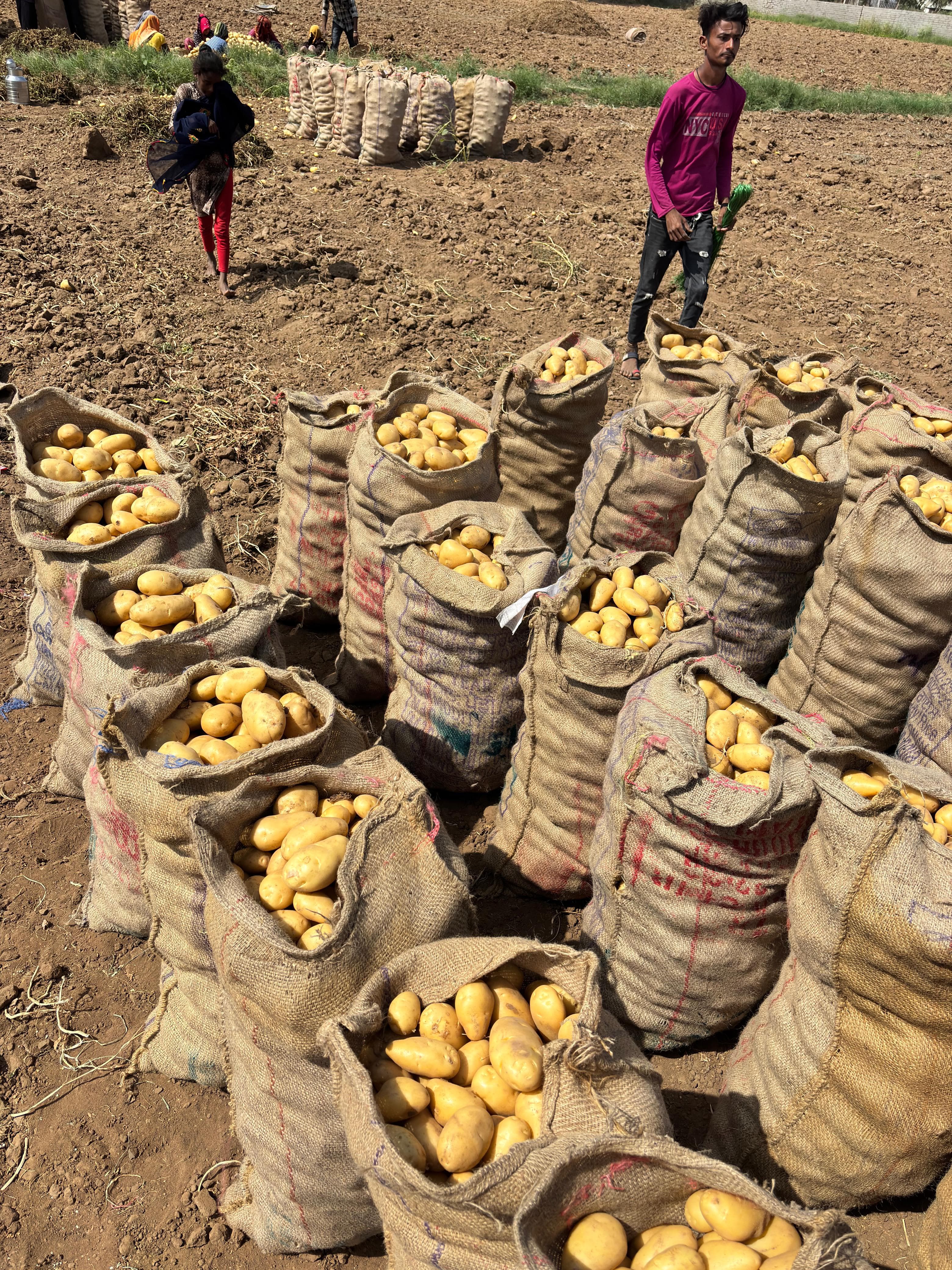 Fresh Potato gallery image 2