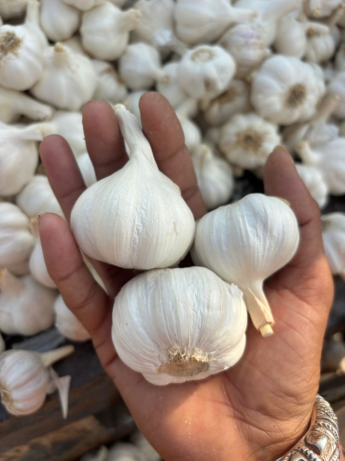 Fresh Garlic