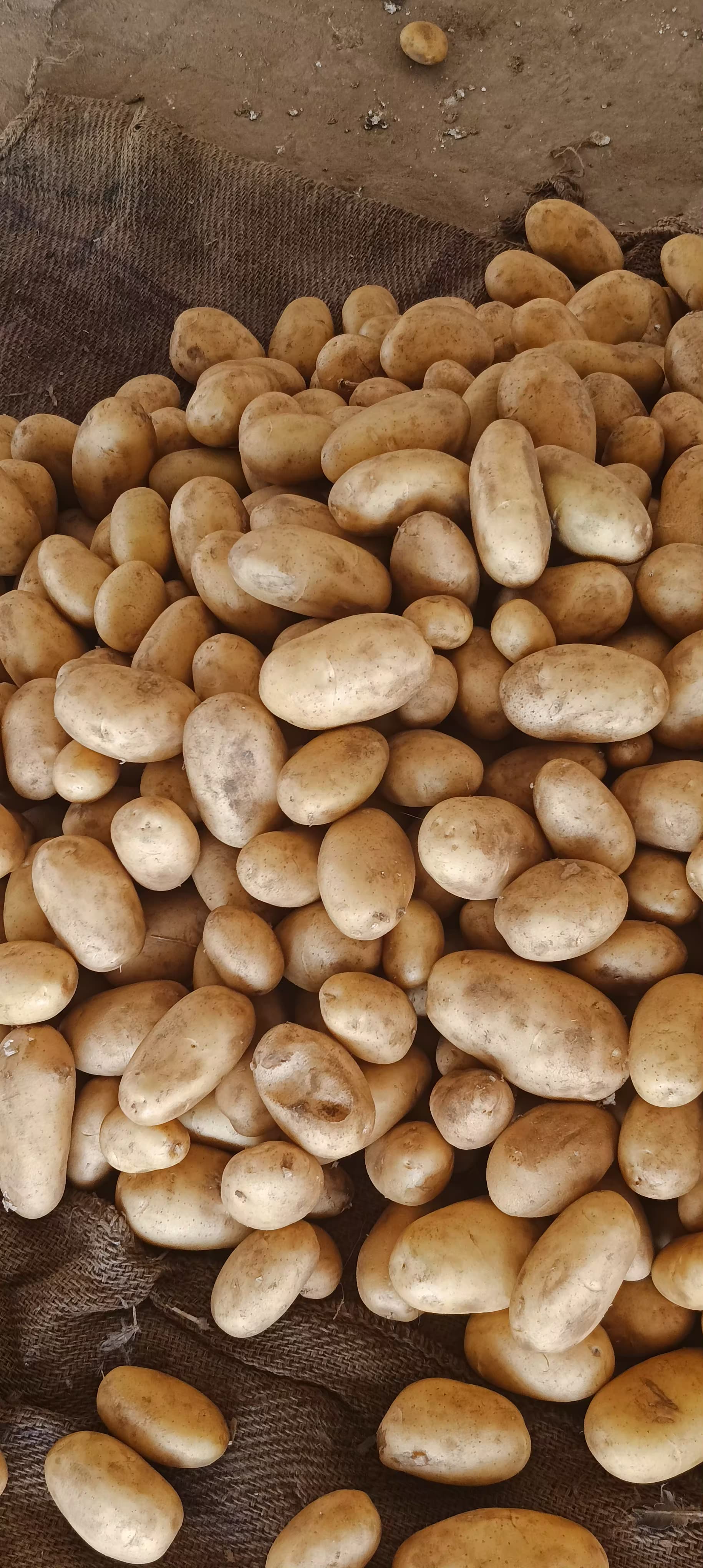 Fresh Potato gallery image 6