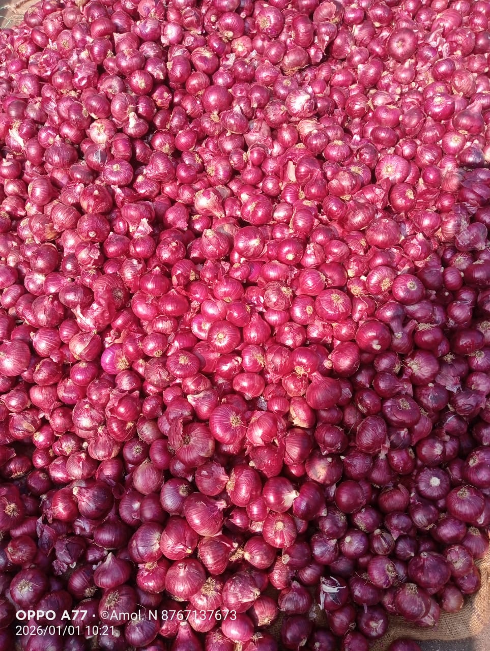 Fresh Red Onion gallery image 3