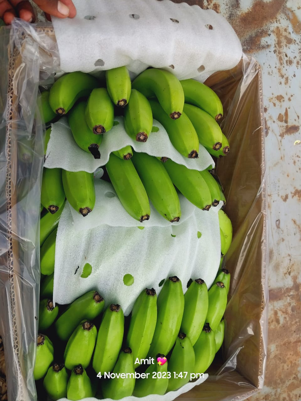 Fresh Banana G9 Cavendish gallery image 13