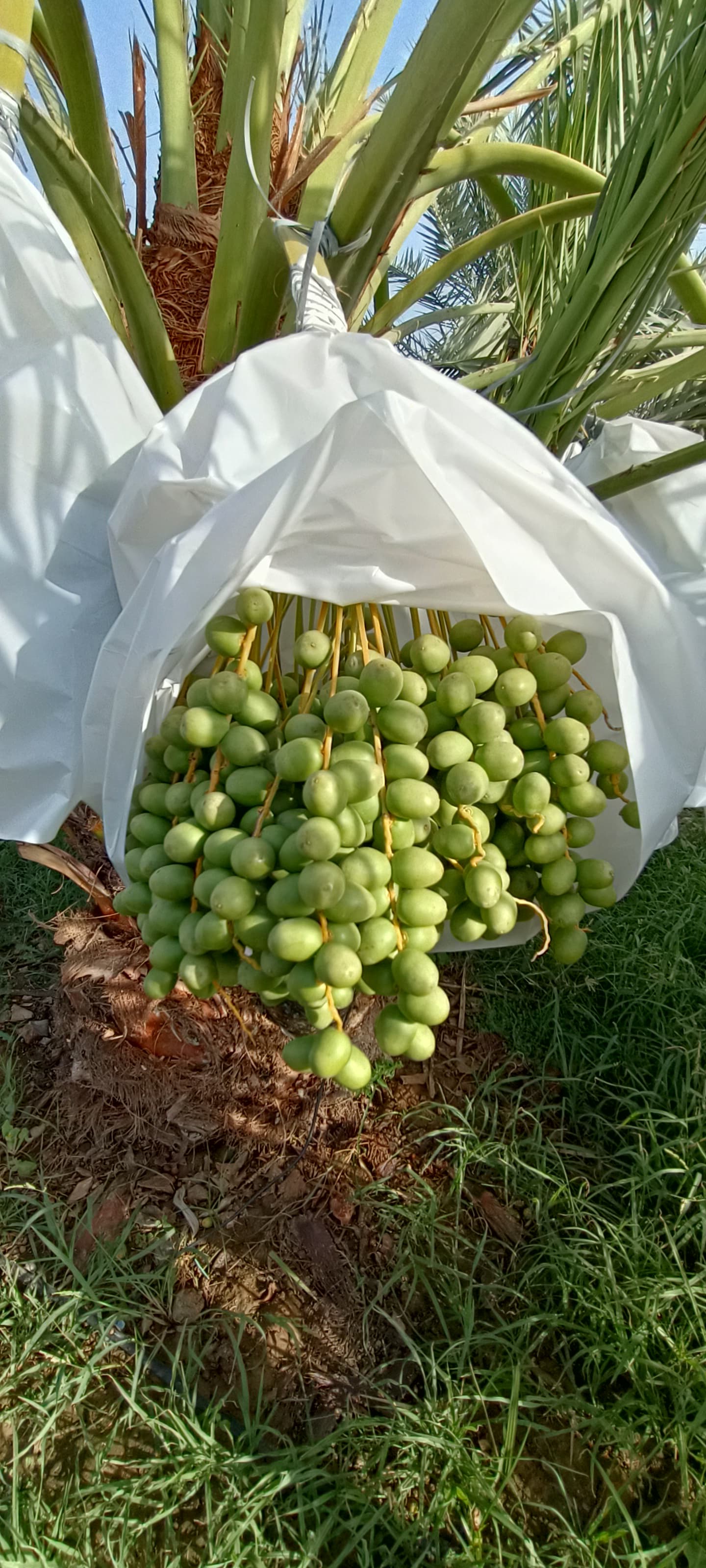 Fresh Kutch Dates gallery image 9