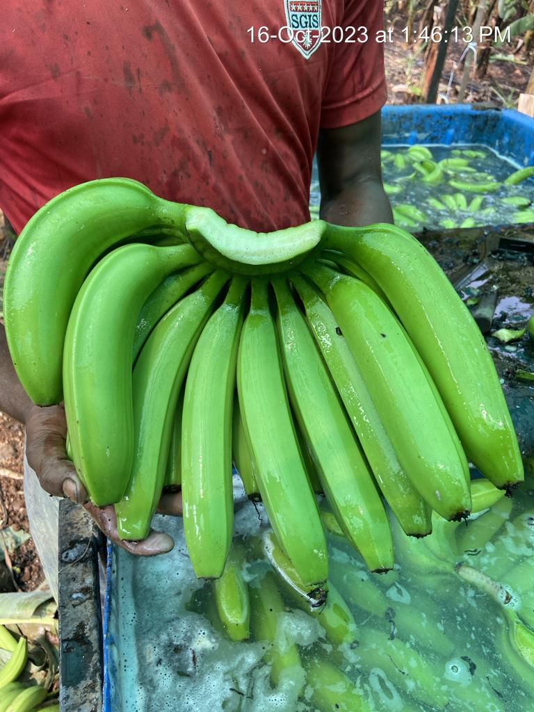 Fresh Banana G9 Cavendish gallery image 23