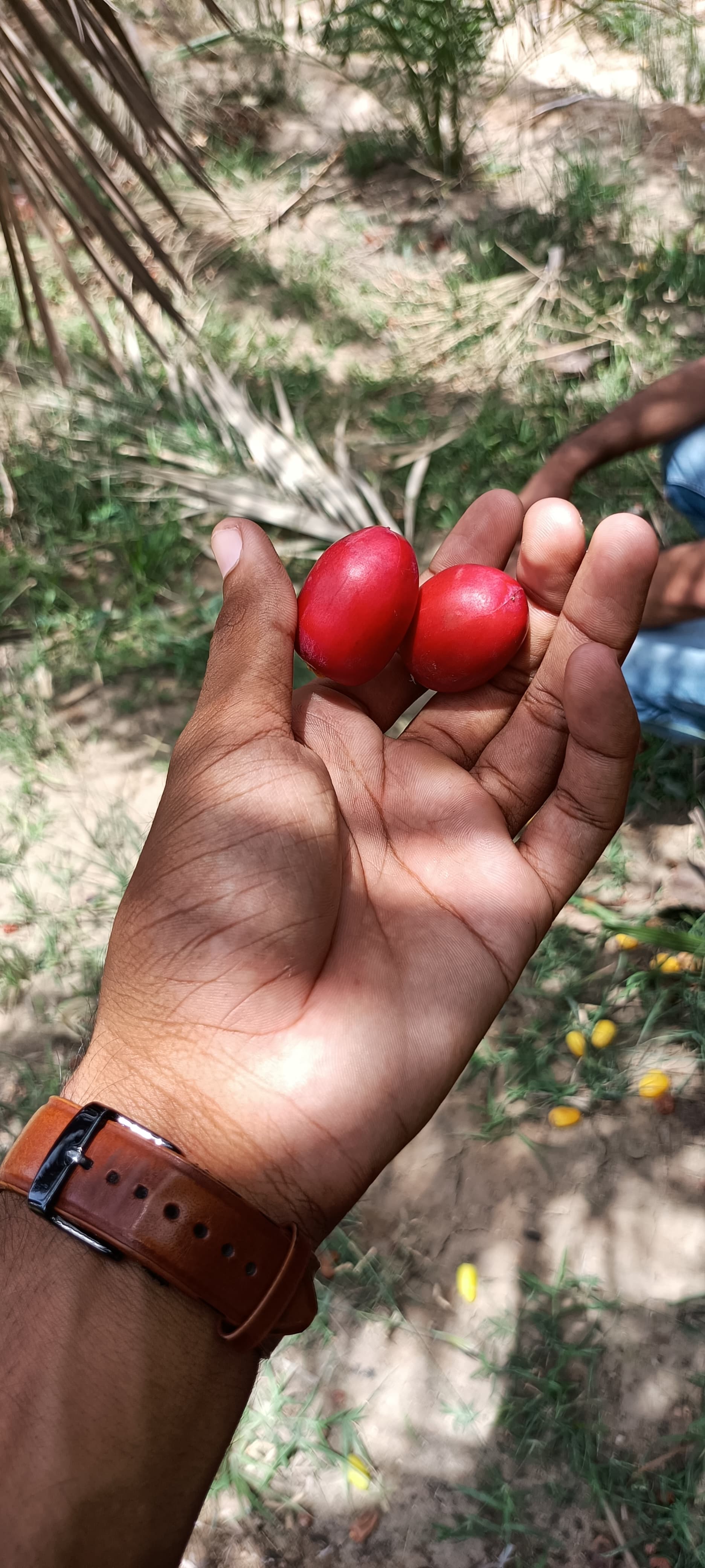 Fresh Kutch Dates gallery image 8