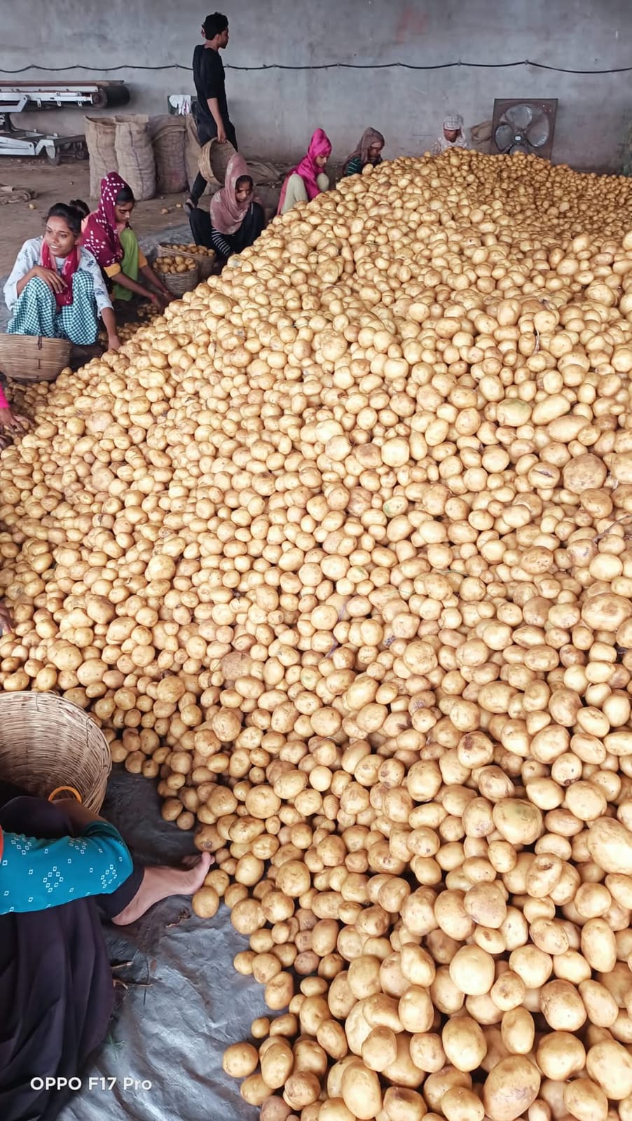 Fresh Potato gallery image 20