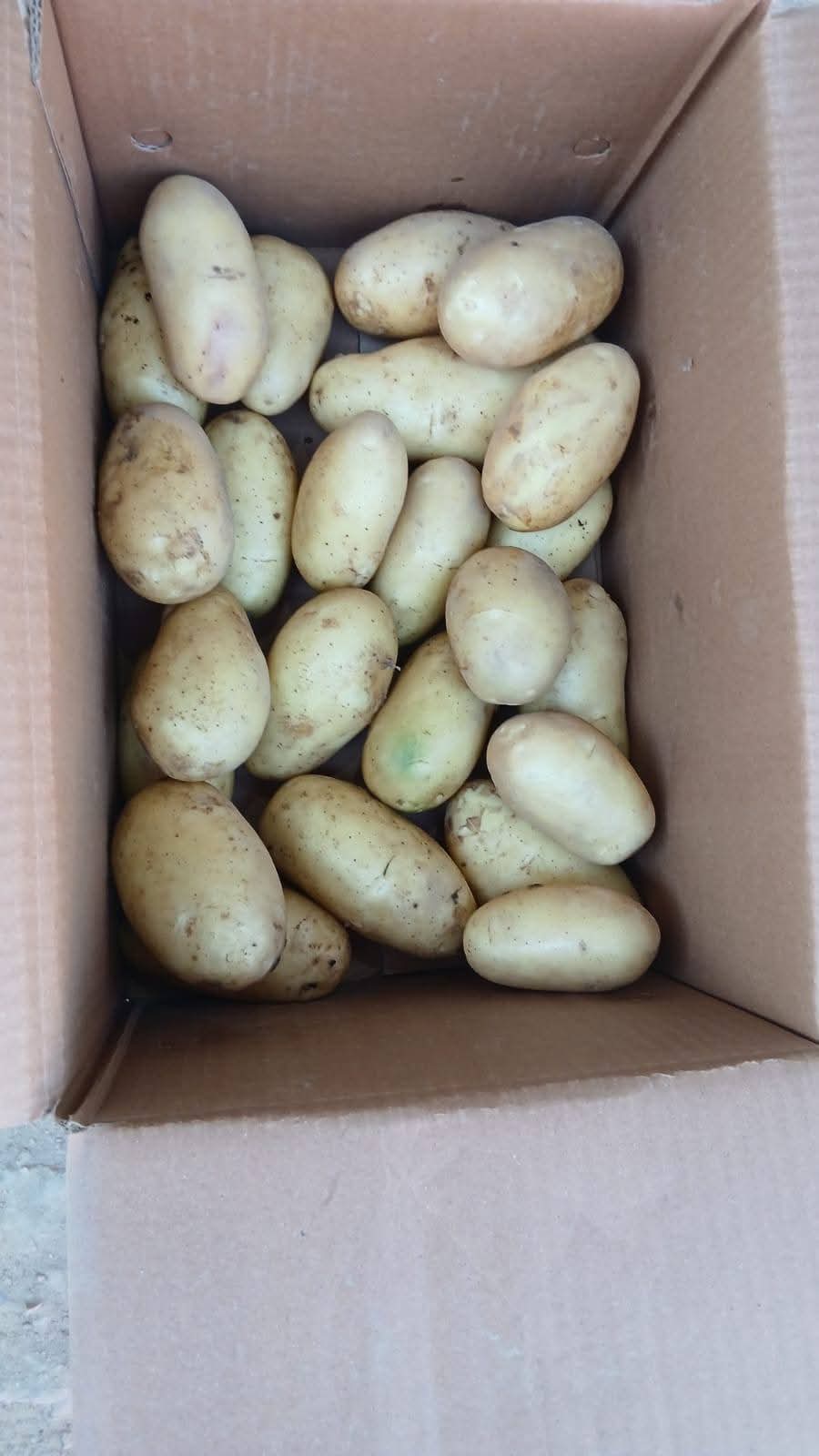 Fresh Potato gallery image 46