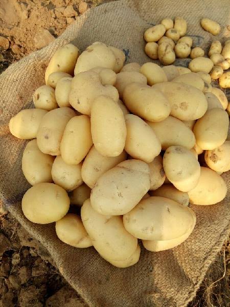 Fresh Potato gallery image 49