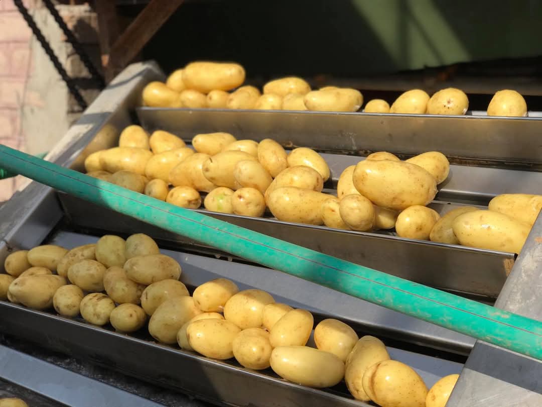 Fresh Potato gallery image 34