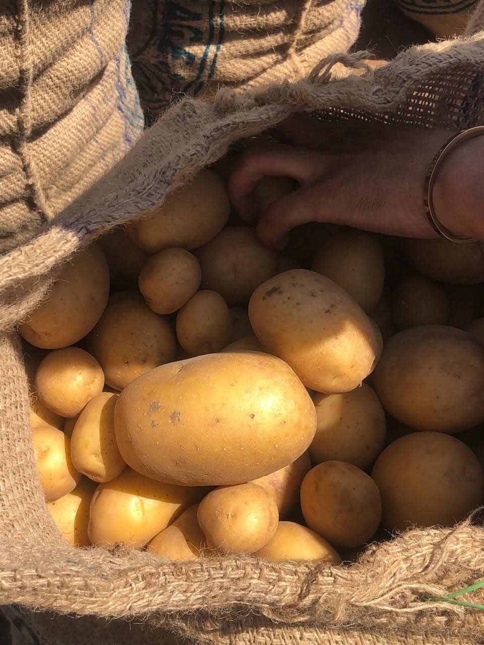 Fresh Potato gallery image 40