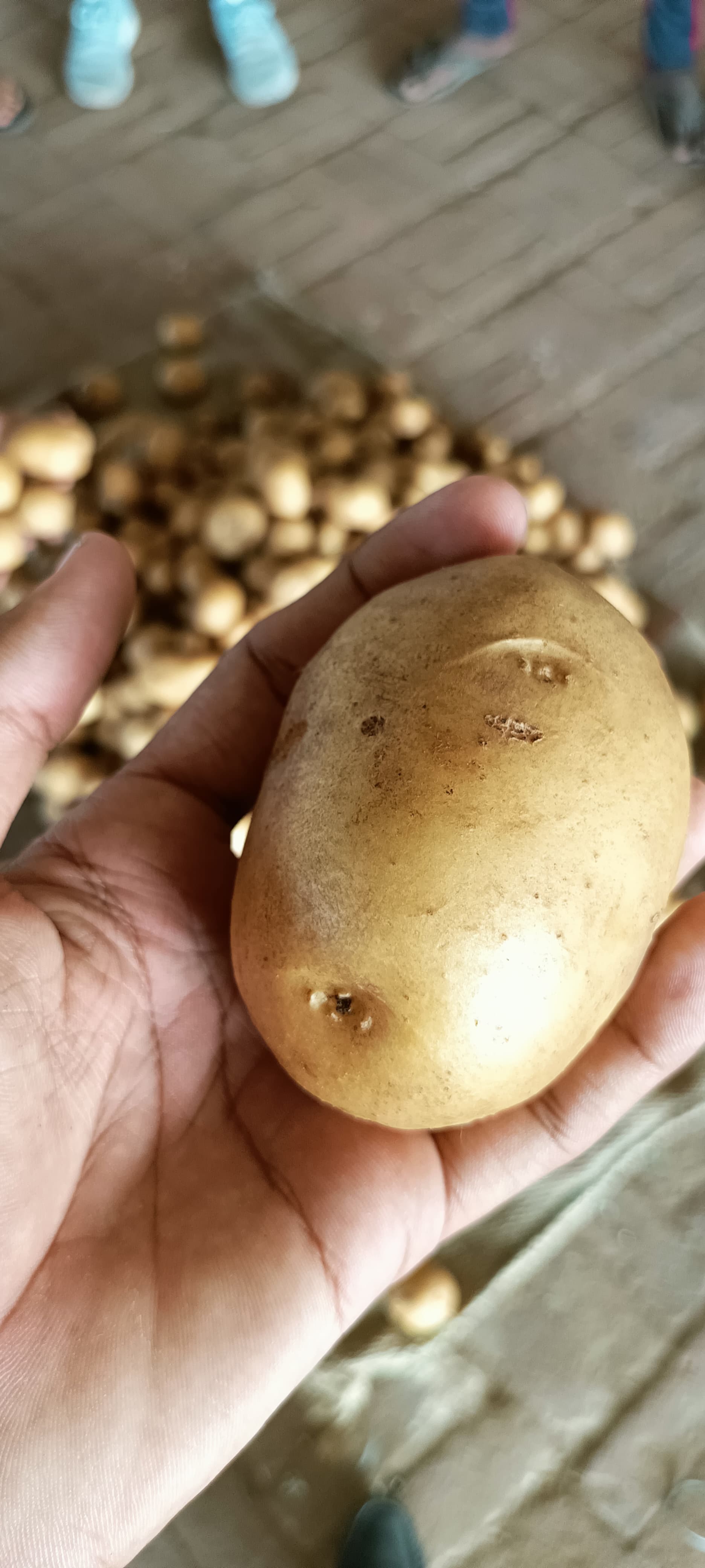 Fresh Potato gallery image 43