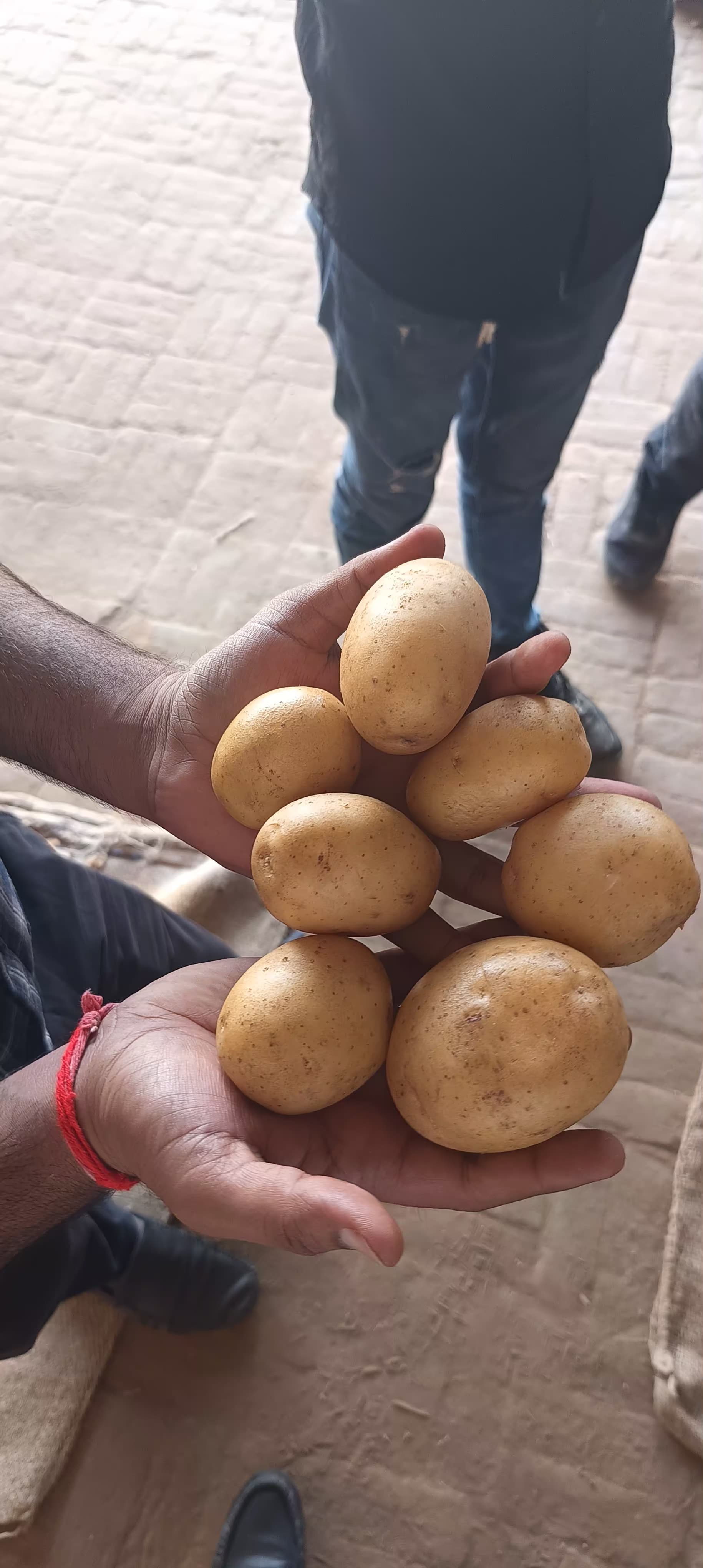 Fresh Potato gallery image 3
